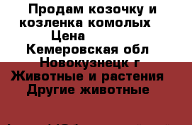 Продам козочку и козленка комолых. › Цена ­ 2 000 - Кемеровская обл., Новокузнецк г. Животные и растения » Другие животные   